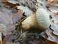 Bimbós pöfeteg (Lycoperdon perlatum), Budai-hegység